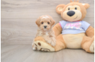 Maltipoo Pup Being Cute