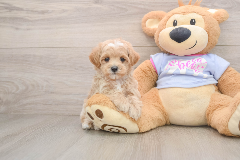 Maltipoo Pup Being Cute