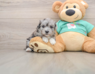 8 week old Maltipoo Puppy For Sale - Seaside Pups