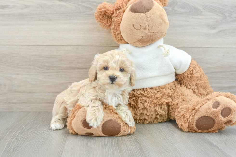 8 week old Maltipoo Puppy For Sale - Seaside Pups