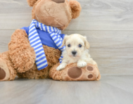 8 week old Maltipoo Puppy For Sale - Seaside Pups