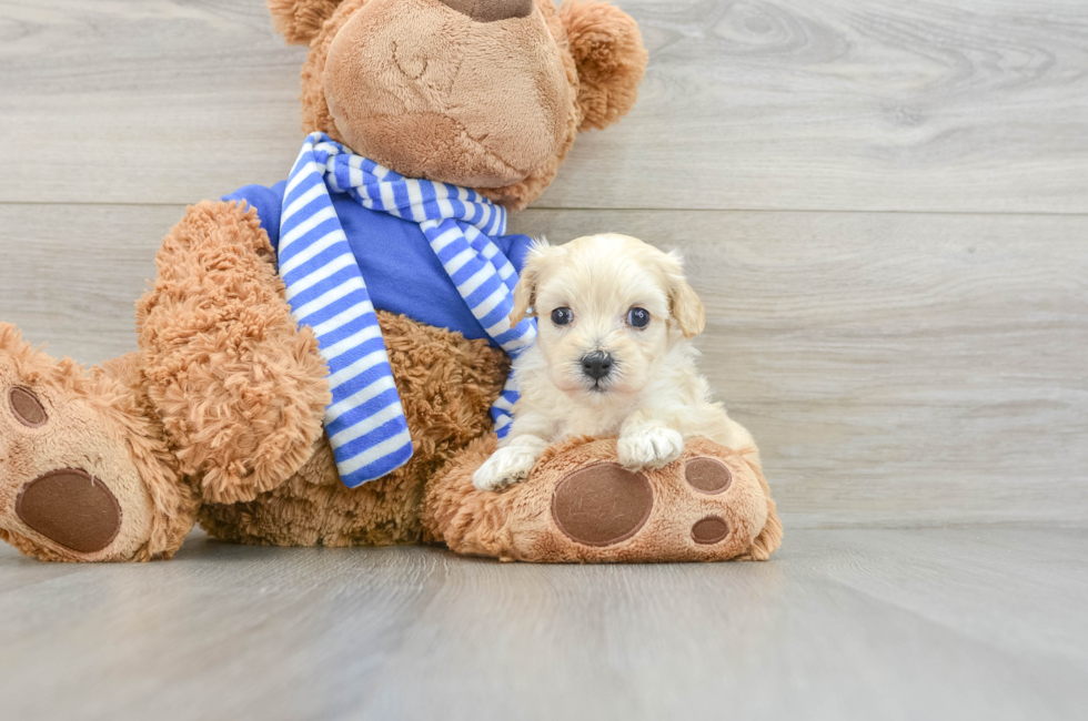 6 week old Maltipoo Puppy For Sale - Seaside Pups