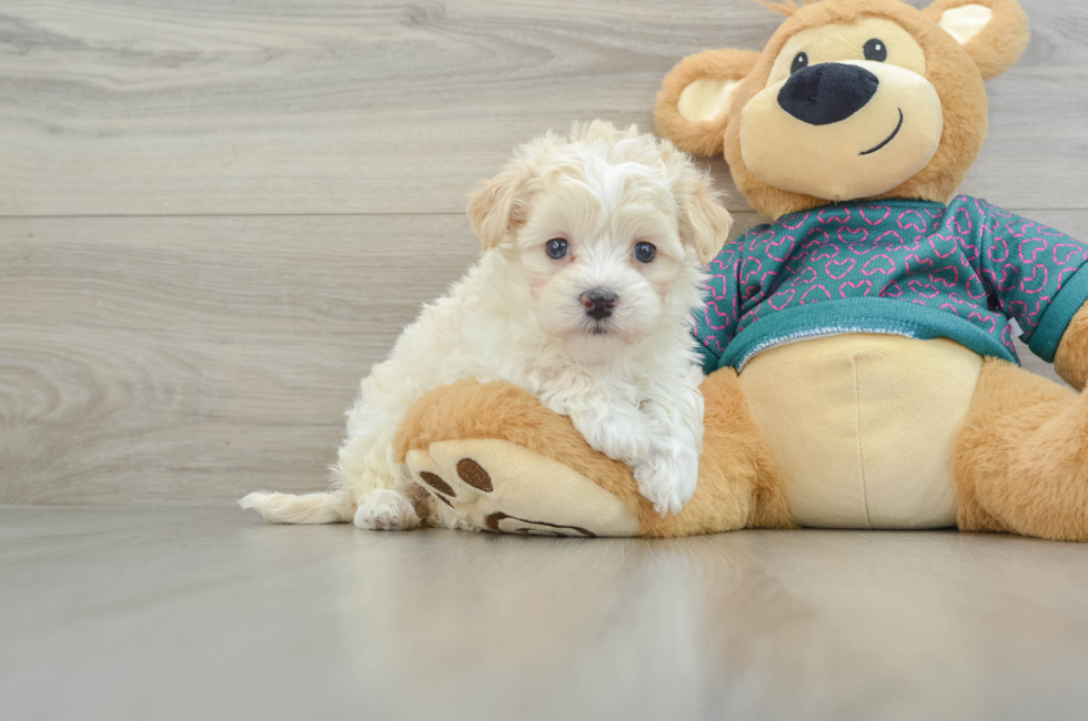 5 week old Maltipoo Puppy For Sale - Seaside Pups