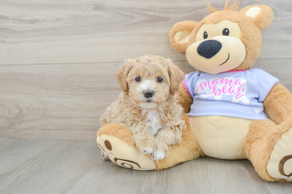 Maltipoo Puppy for Adoption