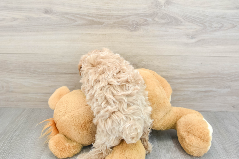 Meet Jake - our Maltipoo Puppy Photo 2/3 - Seaside Pups