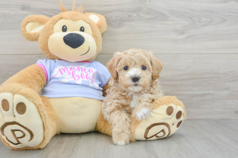 Meet Jake - our Maltipoo Puppy Photo 3/3 - Seaside Pups