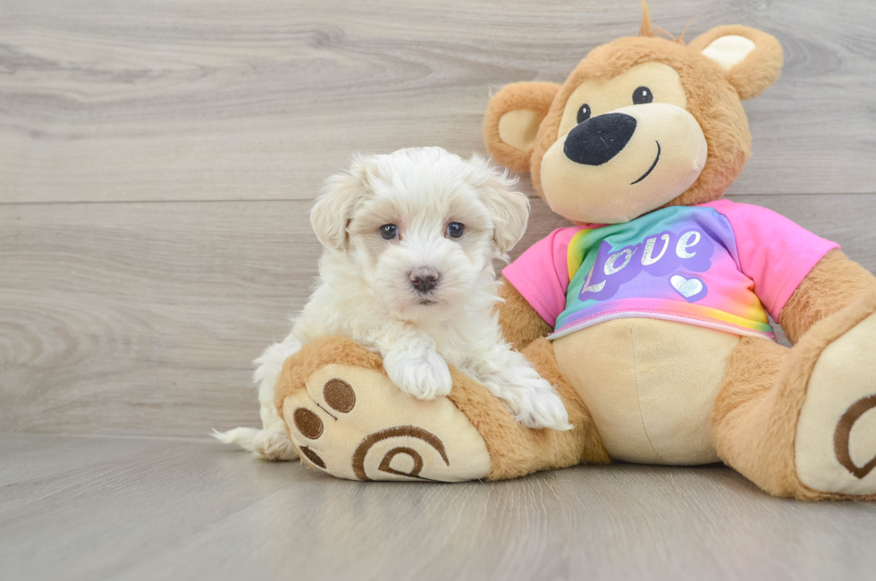 7 week old Maltipoo Puppy For Sale - Seaside Pups