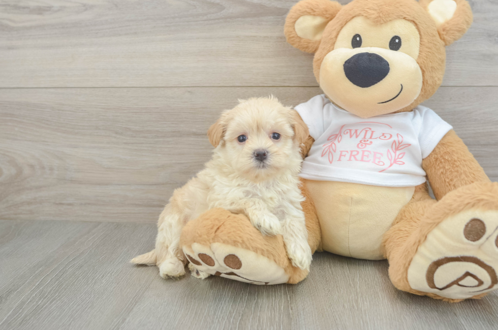 5 week old Maltipoo Puppy For Sale - Seaside Pups