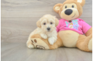 Best Maltipoo Baby