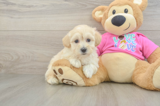 Best Maltipoo Baby