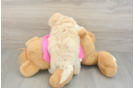 Playful Maltepoo Poodle Mix Puppy