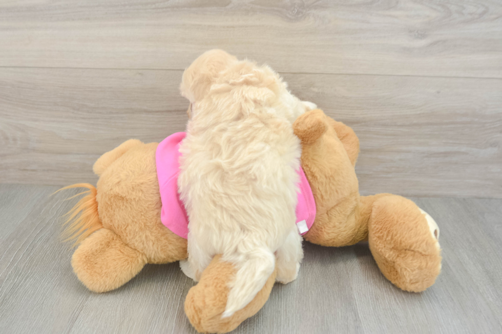 Playful Maltepoo Poodle Mix Puppy
