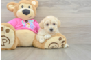 Maltipoo Pup Being Cute