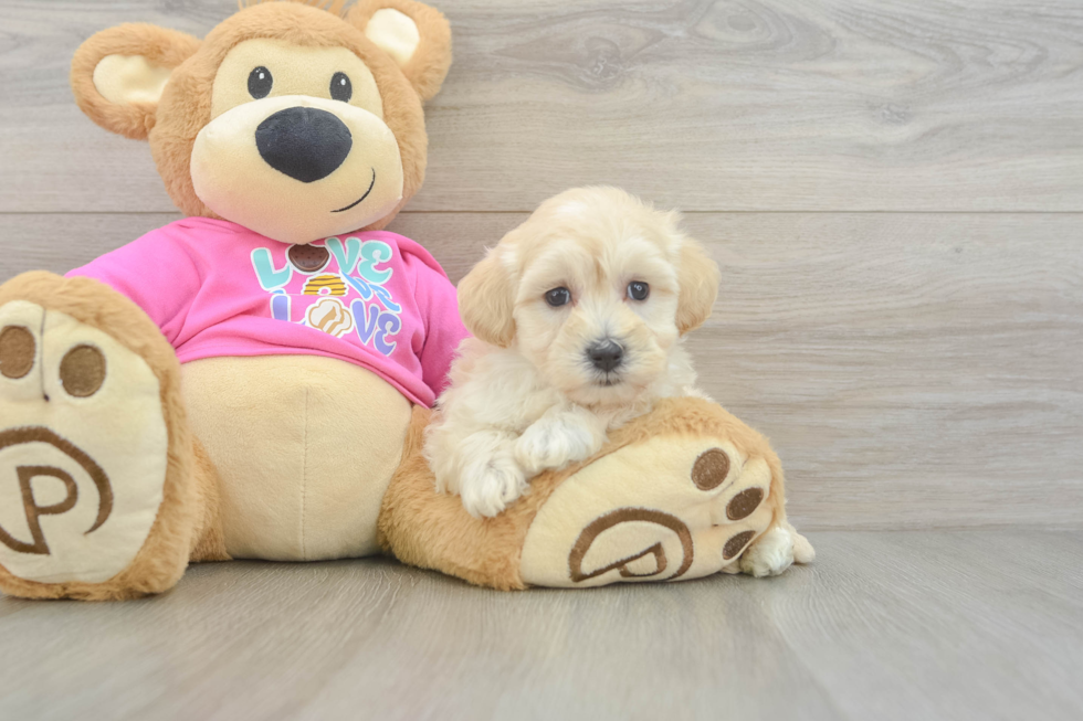 Maltipoo Pup Being Cute