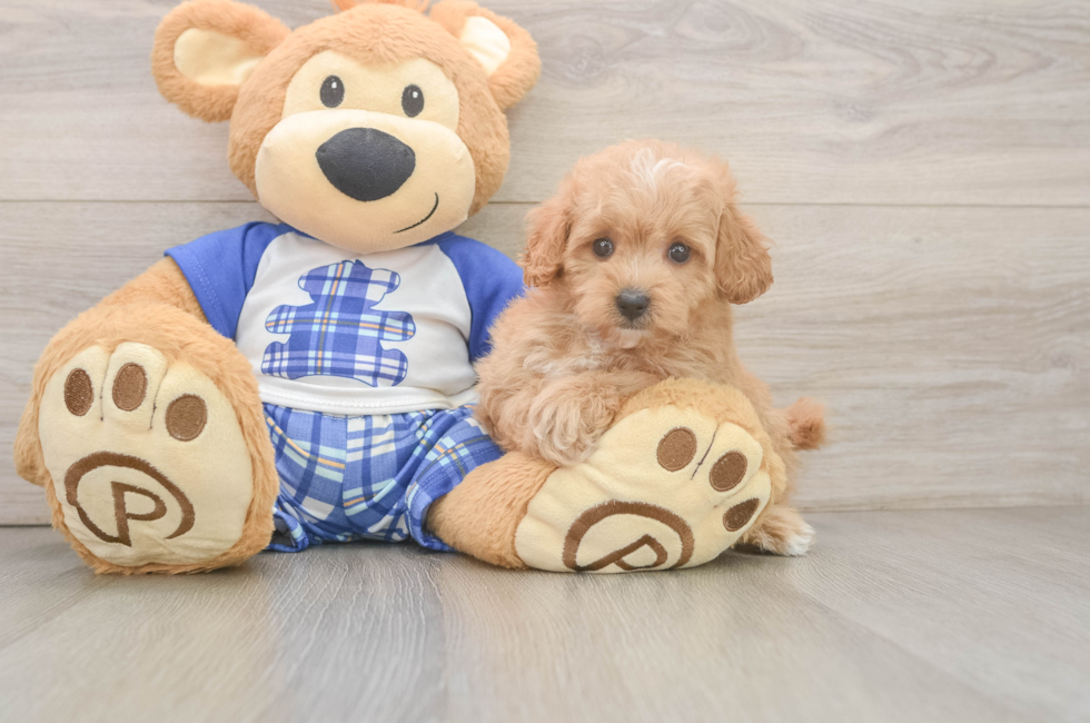 6 week old Maltipoo Puppy For Sale - Seaside Pups