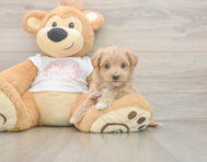 6 week old Maltipoo Puppy For Sale - Seaside Pups