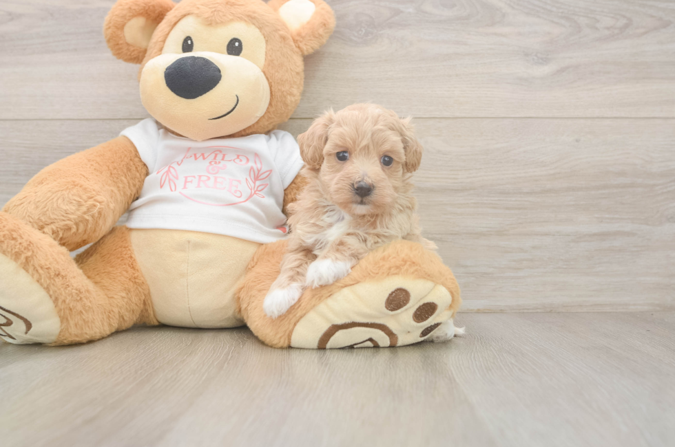5 week old Maltipoo Puppy For Sale - Seaside Pups