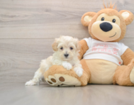 8 week old Maltipoo Puppy For Sale - Seaside Pups