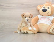 8 week old Maltipoo Puppy For Sale - Seaside Pups