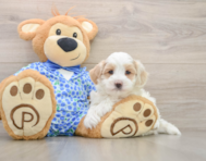 7 week old Maltipoo Puppy For Sale - Seaside Pups