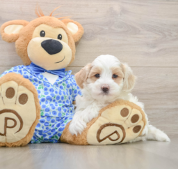 7 week old Maltipoo Puppy For Sale - Seaside Pups
