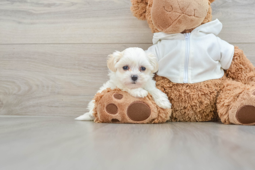 Maltipoo Puppy for Adoption