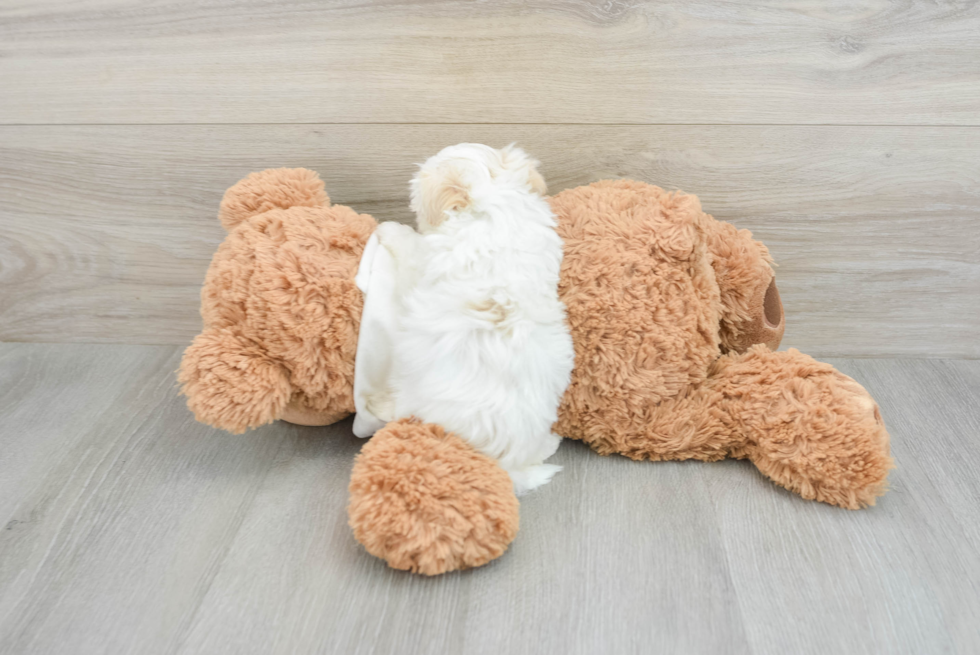 Maltipoo Puppy for Adoption