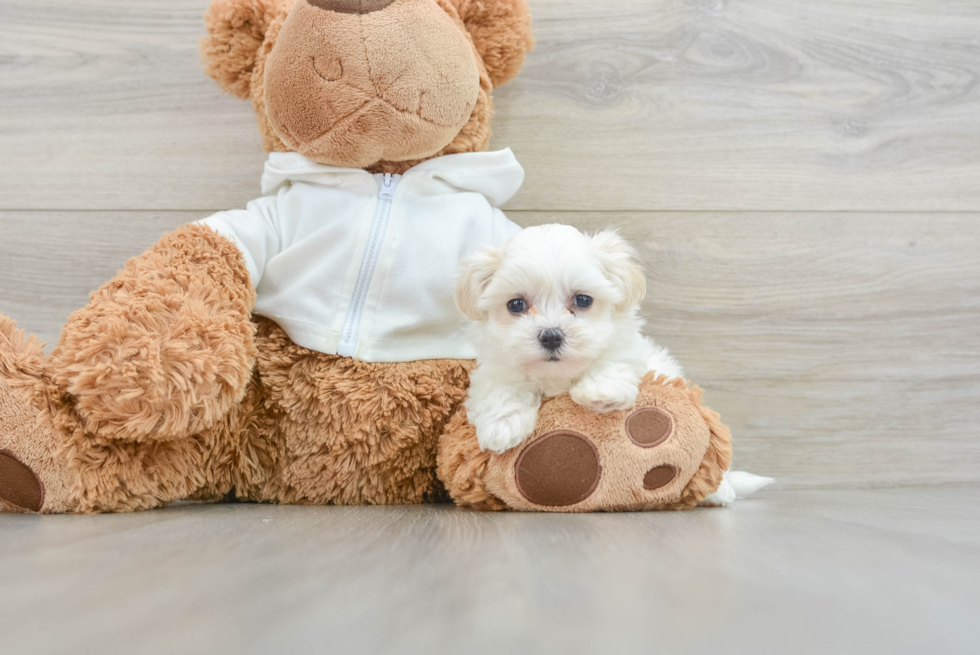 Happy Maltipoo Baby