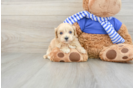 Maltipoo Puppy for Adoption