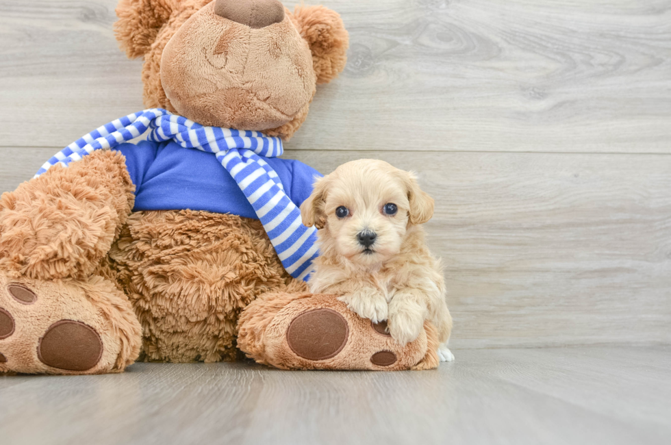 6 week old Maltipoo Puppy For Sale - Seaside Pups