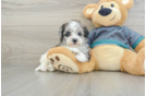 Petite Maltipoo Poodle Mix Pup