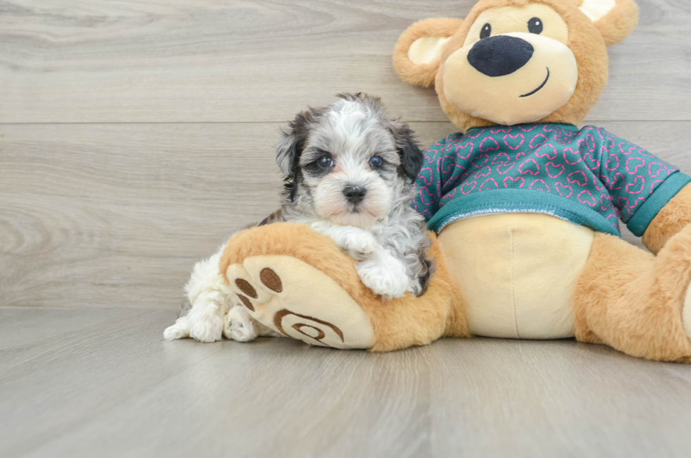 5 week old Maltipoo Puppy For Sale - Seaside Pups