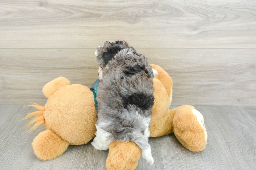 Small Maltipoo Baby