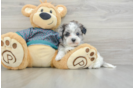 Maltipoo Puppy for Adoption