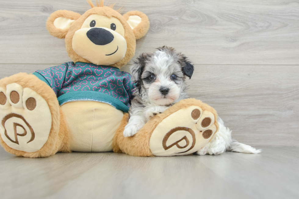 Maltipoo Puppy for Adoption