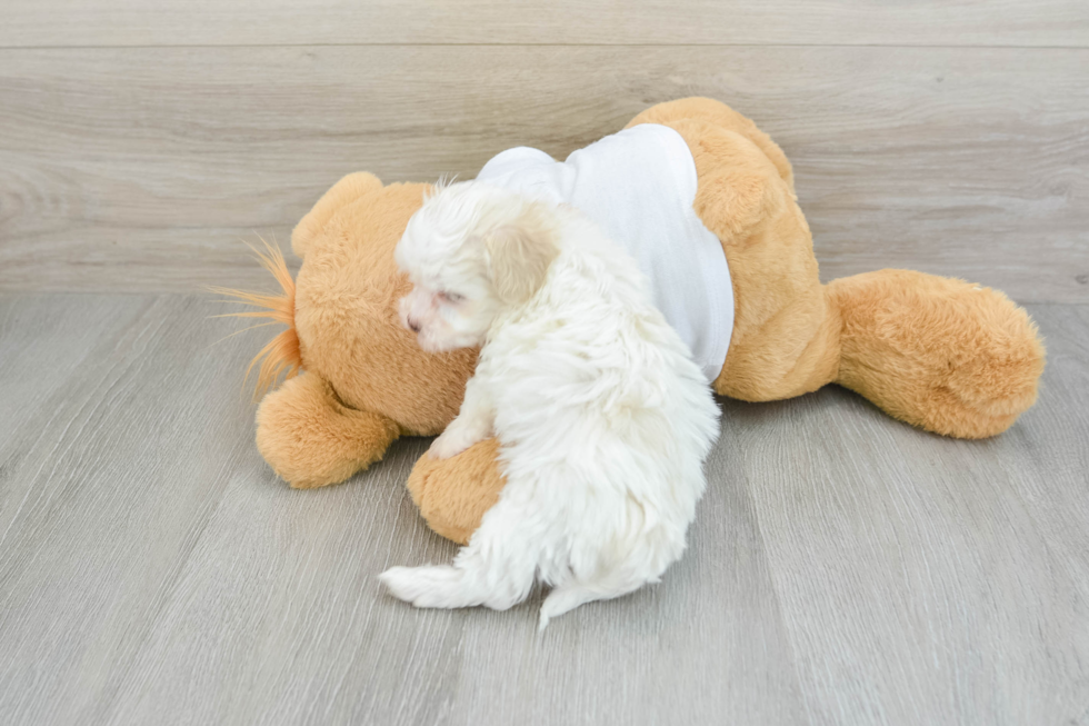 Maltipoo Pup Being Cute