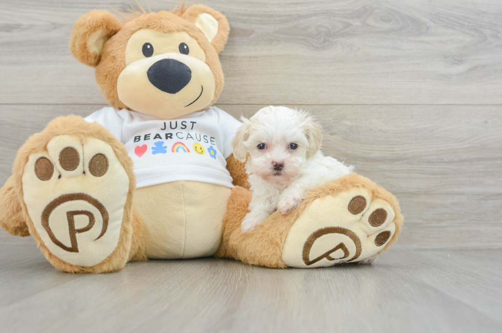 7 week old Maltipoo Puppy For Sale - Seaside Pups