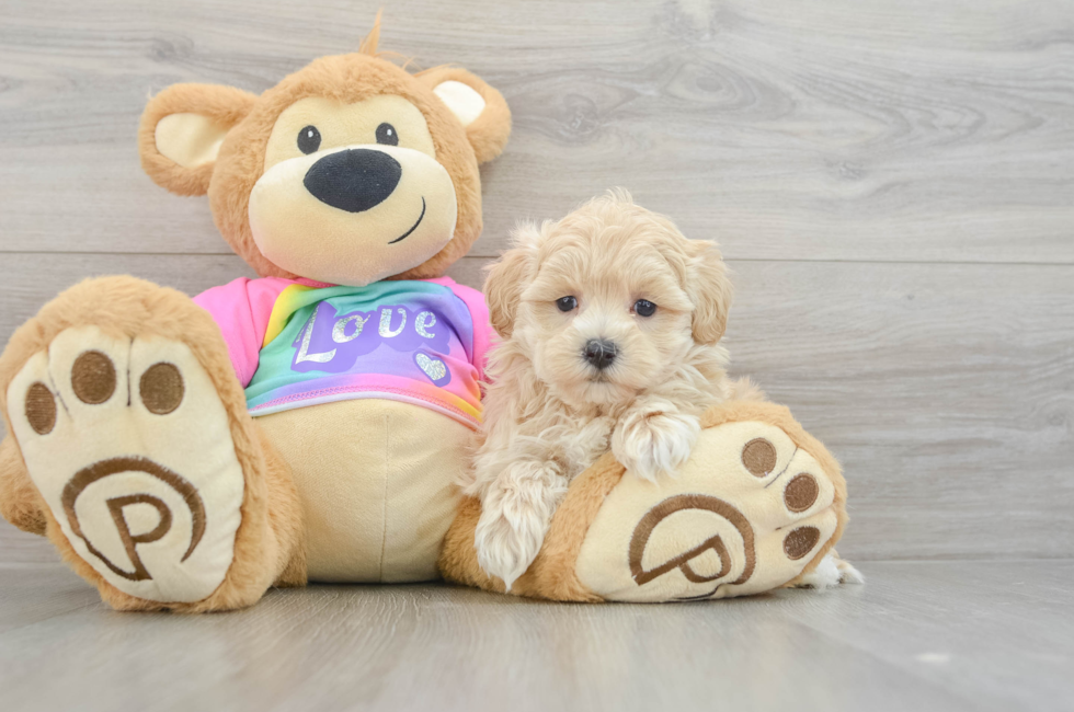 7 week old Maltipoo Puppy For Sale - Seaside Pups