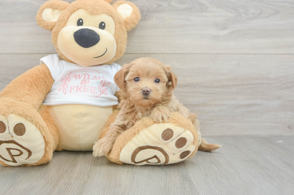 5 week old Maltipoo Puppy For Sale - Seaside Pups
