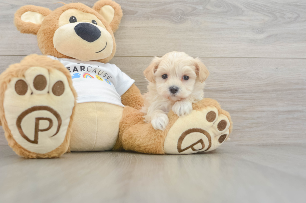 5 week old Maltipoo Puppy For Sale - Seaside Pups