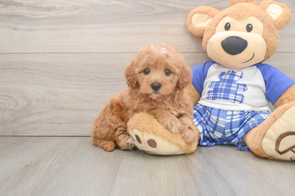 6 week old Maltipoo Puppy For Sale - Seaside Pups