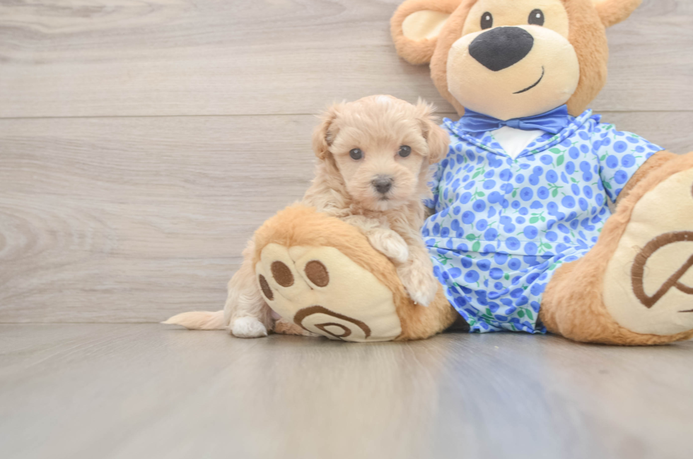 5 week old Maltipoo Puppy For Sale - Seaside Pups