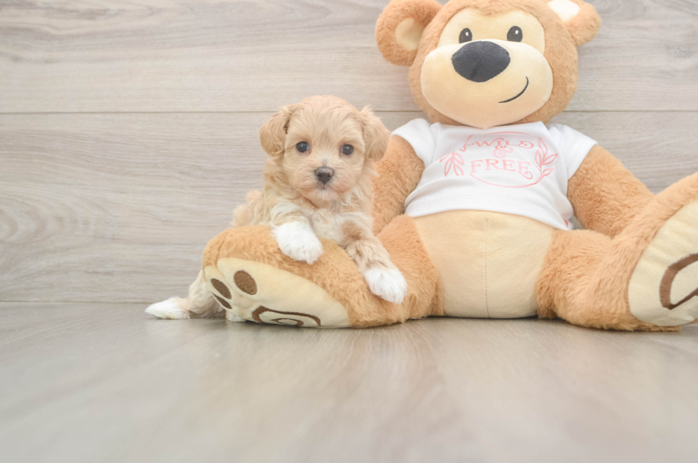 5 week old Maltipoo Puppy For Sale - Seaside Pups