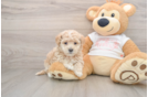 Cute Maltipoo Baby