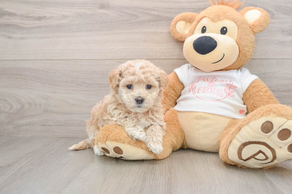 Cute Maltipoo Baby