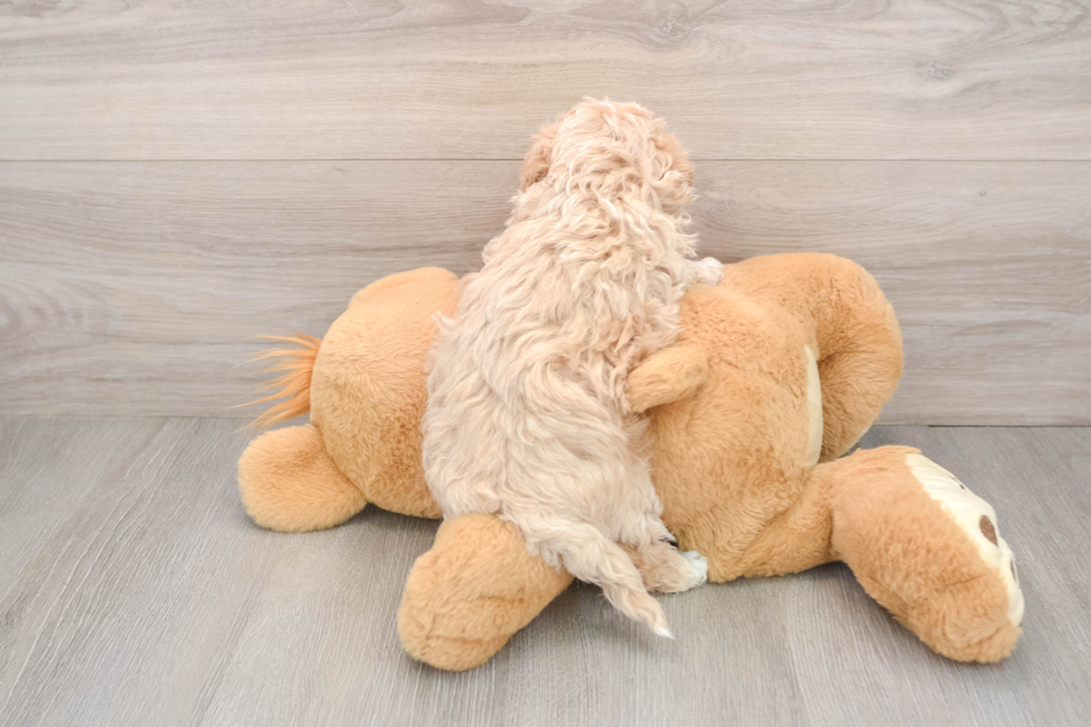 Maltipoo Pup Being Cute