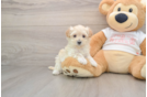 Maltipoo Puppy for Adoption