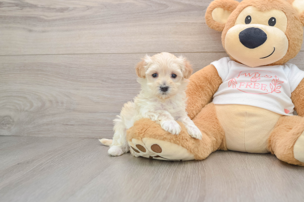 Maltipoo Puppy for Adoption