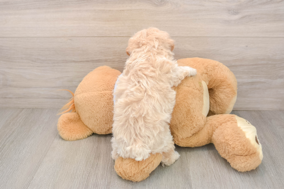 Maltipoo Pup Being Cute