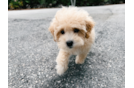 Maltipoo Pup Being Cute